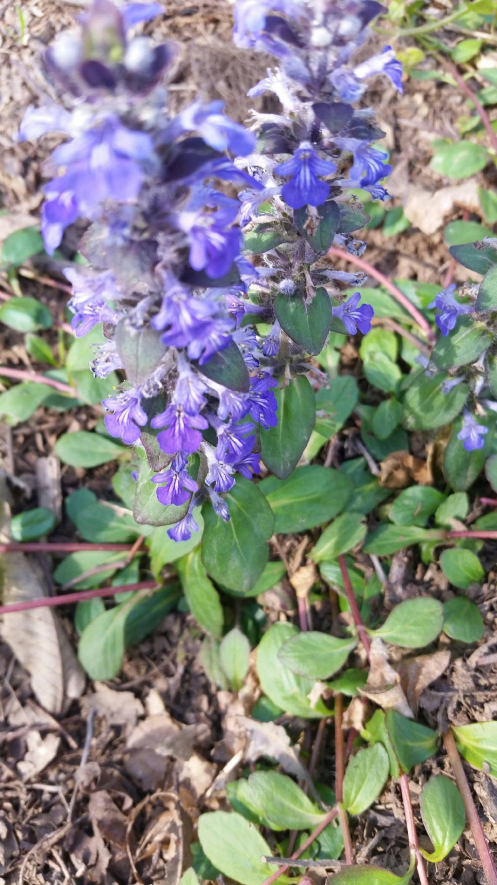 Ajuga reptans L.(Lamiaceae)